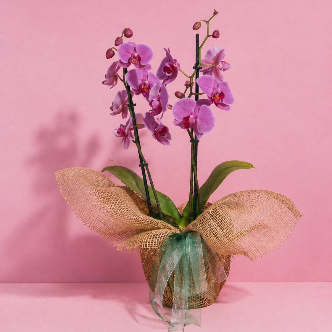Phalaenopsis Orchid